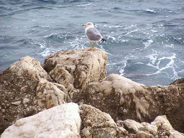 Holiday House in Calpe (Alicante / Alacant) or holiday homes and vacation rentals