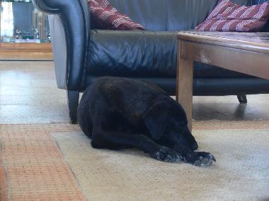 Living room with dog resting
