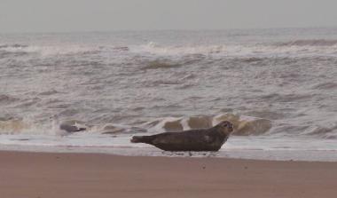 Holiday Apartment in Egmond aan Zee (Noord-Holland) or holiday homes and vacation rentals
