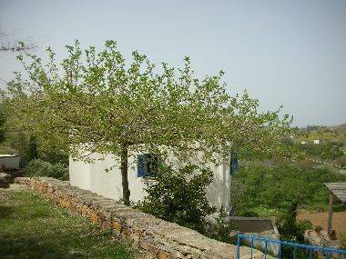 the back of the house