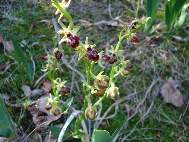 Villa in La Tour sur Orb (H�rault) or holiday homes and vacation rentals