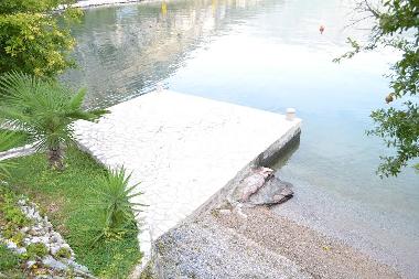 Holiday Apartment in Donji Morinj E65 Montenegro (Montenegro) or holiday homes and vacation rentals