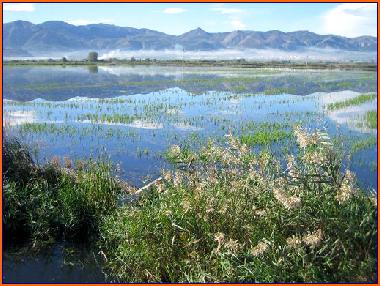 Holiday House in Oliva (Valencia / Valncia) or holiday homes and vacation rentals