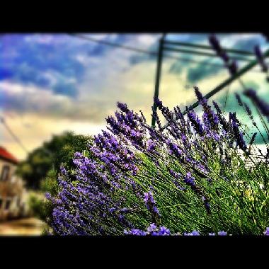 Holiday Apartment in Murter (Sibensko-Kninska) or holiday homes and vacation rentals