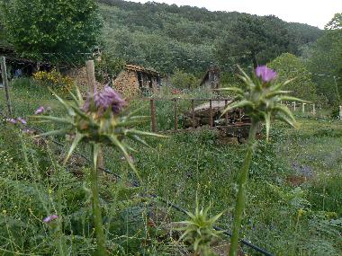 Bed and Breakfast in Candeleda (vila) or holiday homes and vacation rentals