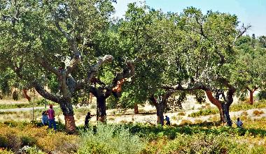 The village cork harvest