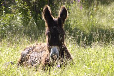 Meet Chloe the donkey