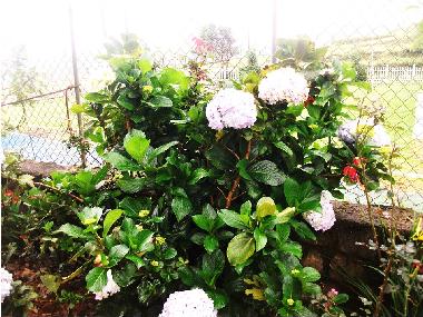 Holiday House in Nuwaraeliya (Nuwara Eliya) or holiday homes and vacation rentals