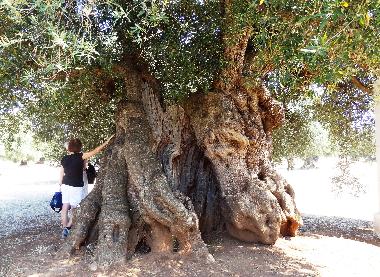 Ulivo secolare
