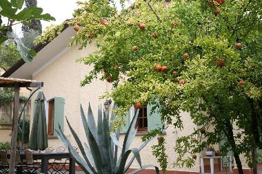 Villa in STIAVA  (Lucca) or holiday homes and vacation rentals