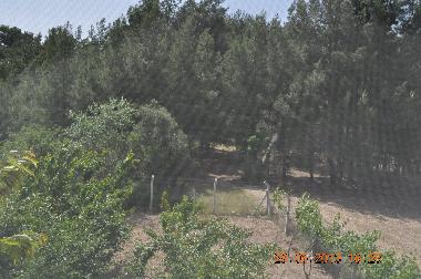 the forest near the house