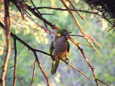 Little parrot photographed by a balcony