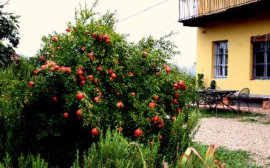 Bloom in Summer