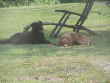 Junior and friend Paula enjoy the privacy and coolness of teh back garden
