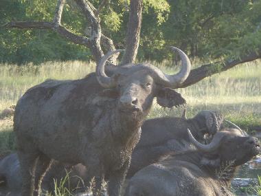 Holiday House in Marloth Park (Mpumalanga) or holiday homes and vacation rentals