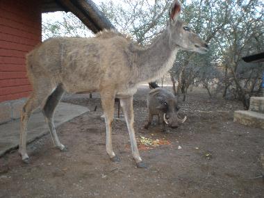 Holiday House in Marloth Park (Mpumalanga) or holiday homes and vacation rentals