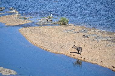 Holiday House in Marloth Park (Mpumalanga) or holiday homes and vacation rentals