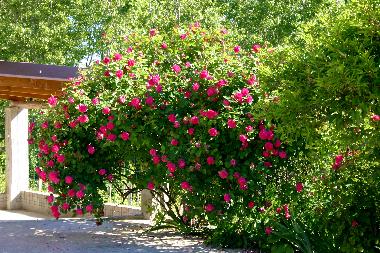 a blooming patch of roses (end of April)