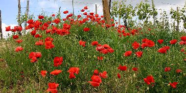 The house is surrounded by vineyards: this is a patch of poppies close by
