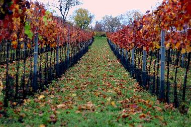 Holiday House in Illmitz (Nordburgenland) or holiday homes and vacation rentals