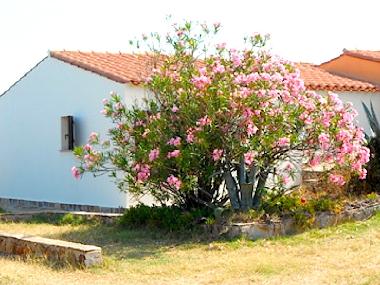 Holiday House in TORRE DEI CORSARI - Medio Campidano (Medio Campidano) or holiday homes and vacation rentals