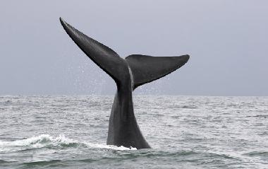 Southern Right Whales visit in October