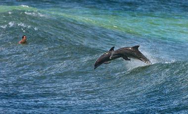 Not only people enjoy surfing in South Africa. You will see dolphins most day just swimming in the b