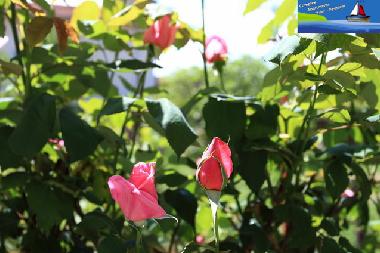 Holiday Apartment in Ohrid, Macedonia (Ohrid) or holiday homes and vacation rentals