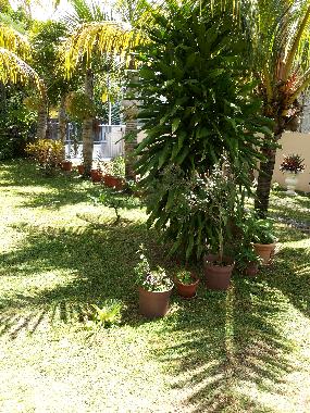 Holiday Apartment in Pereybere (Pereybere) or holiday homes and vacation rentals