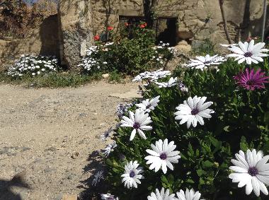 Impressions: flowers