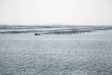 This a picture of the oyster park, Bouzigues is one of the major villages for production of oysters 