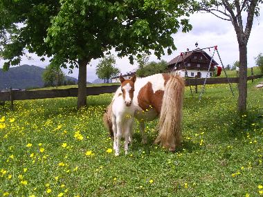 Holiday Apartment in Abtenau (Salzburg und Umgebung) or holiday homes and vacation rentals