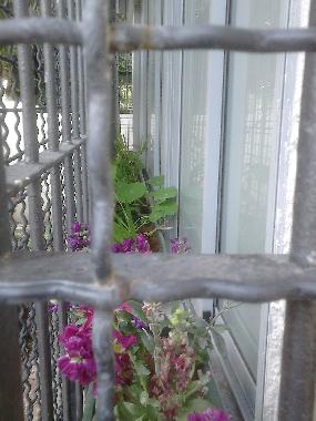 In the windows boxes there are flowers!