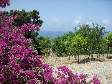 panoramic view-garden
