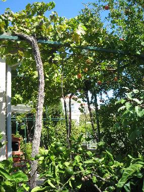Garden with lemon trees, wine grapes 