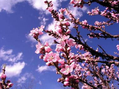 Holiday Apartment in Palermo (Palermo) or holiday homes and vacation rentals