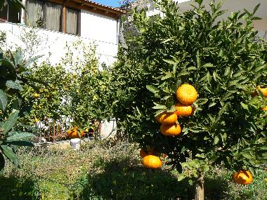 Holiday House in Agia Marina, Koropi (Attiki) or holiday homes and vacation rentals