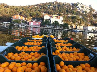 Mandarins are harvested