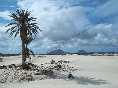 Desert Viana