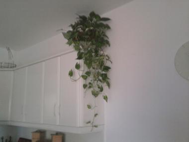 Holiday Apartment in san juan de los terreros (Almera) or holiday homes and vacation rentals