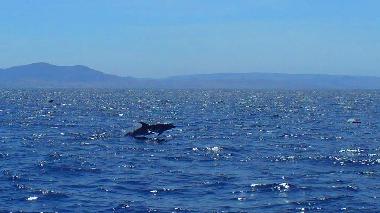 Holiday Apartment in Canselada (Mlaga) or holiday homes and vacation rentals