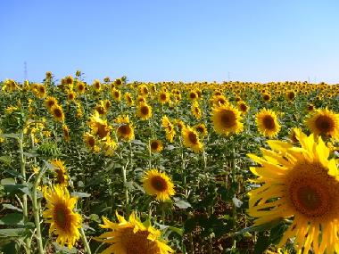 Holiday House in Arcos de la Frontera (Cdiz) or holiday homes and vacation rentals