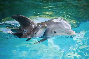 see dolphins from the terrace