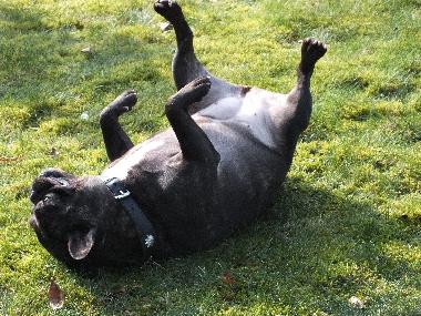 Holiday Apartment in Wanna (Nordsee-Festland / Ostfriesland) or holiday homes and vacation rentals