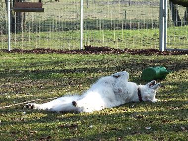 Holiday Apartment in Wanna (Nordsee-Festland / Ostfriesland) or holiday homes and vacation rentals