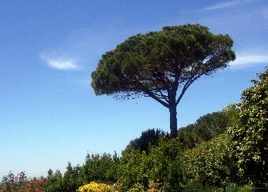 Holiday Apartment in MONTESCUDAIO (Pisa) or holiday homes and vacation rentals