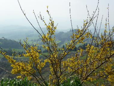 Chalet in Travale (Grosseto) or holiday homes and vacation rentals