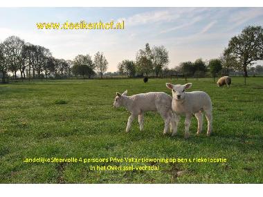 Holiday House in Slagharen (Overijssel) or holiday homes and vacation rentals