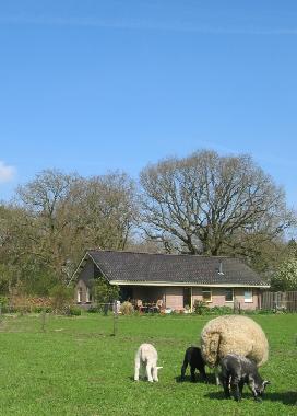 Holiday House in Slagharen (Overijssel) or holiday homes and vacation rentals