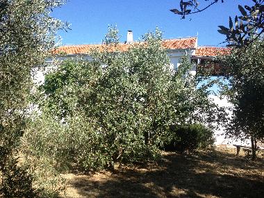 The garden